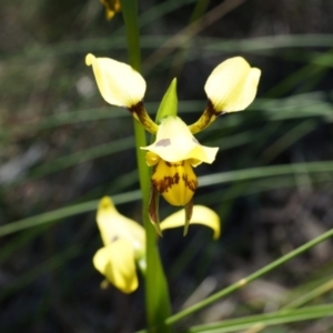 Diuris sulphurea at Canberra Central, ACT - suppressed