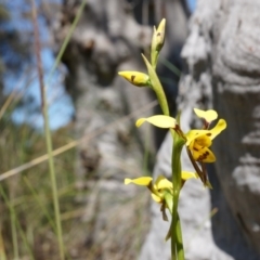 Diuris sulphurea at Canberra Central, ACT - suppressed