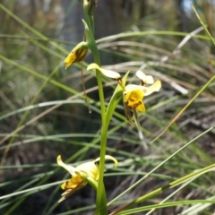 Diuris sulphurea at Canberra Central, ACT - suppressed