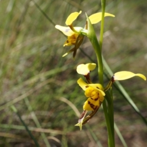 Diuris sulphurea at Canberra Central, ACT - suppressed