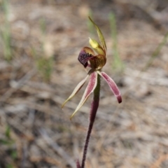 Caladenia actensis (Canberra Spider Orchid) by AaronClausen