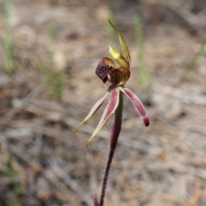 Caladenia actensis at suppressed - suppressed
