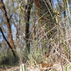 Caladenia actensis at suppressed - suppressed