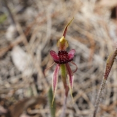 Caladenia actensis at suppressed - suppressed