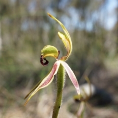 Caladenia actensis at suppressed - 22 Oct 2014