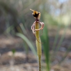 Caladenia actensis at suppressed - suppressed