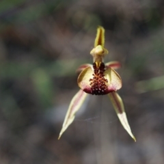 Caladenia actensis (Canberra Spider Orchid) by AaronClausen