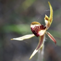 Caladenia actensis at suppressed - suppressed