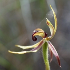 Caladenia actensis at suppressed - suppressed