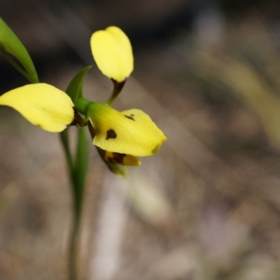 Diuris sulphurea (Tiger Orchid) at Canberra Central, ACT - 22 Oct 2014 by AaronClausen