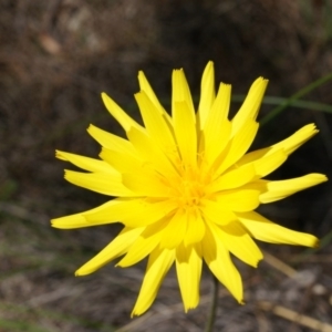 Microseris walteri at Canberra Central, ACT - 22 Oct 2014 02:37 PM