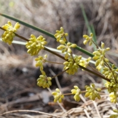 Lomandra multiflora (Many-flowered Matrush) at Canberra Central, ACT - 22 Oct 2014 by AaronClausen