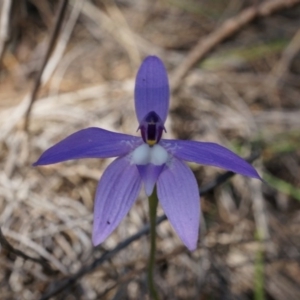 Glossodia major at Canberra Central, ACT - suppressed