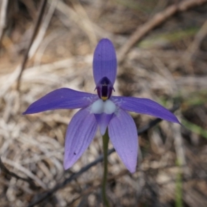 Glossodia major at Canberra Central, ACT - suppressed