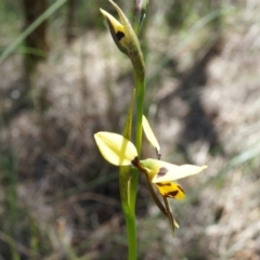 Diuris sulphurea at Canberra Central, ACT - 22 Oct 2014