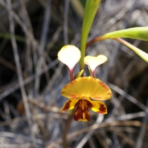 Diuris semilunulata at Majura, ACT - 22 Oct 2014