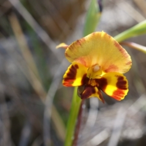 Diuris semilunulata at Majura, ACT - 22 Oct 2014