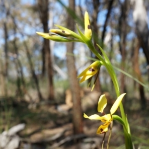 Diuris sulphurea at Canberra Central, ACT - suppressed