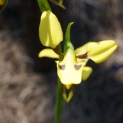 Diuris sulphurea at Canberra Central, ACT - suppressed