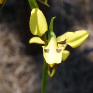 Diuris sulphurea at Canberra Central, ACT - suppressed