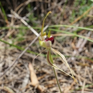 Caladenia atrovespa at Canberra Central, ACT - 22 Oct 2014