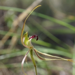 Caladenia atrovespa at Canberra Central, ACT - 22 Oct 2014