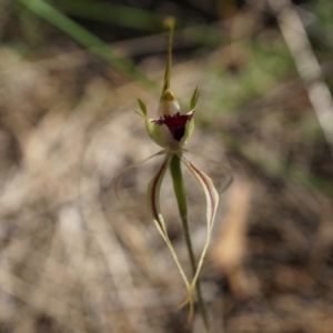 Caladenia atrovespa at Canberra Central, ACT - 22 Oct 2014