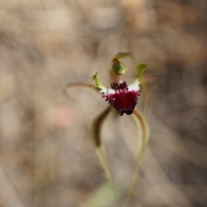 Caladenia atrovespa at Canberra Central, ACT - 22 Oct 2014