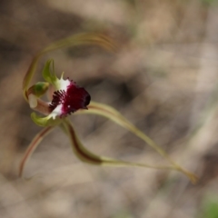 Caladenia atrovespa at Canberra Central, ACT - 22 Oct 2014