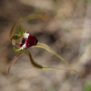 Caladenia atrovespa at Canberra Central, ACT - 22 Oct 2014