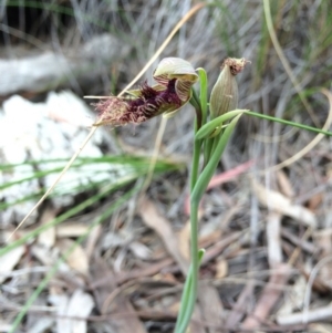 Calochilus platychilus at Crace, ACT - suppressed