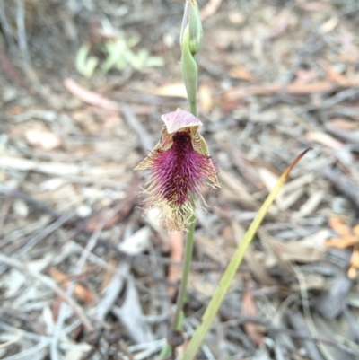 Calochilus platychilus (Purple Beard Orchid) at Crace, ACT - 21 Oct 2014 by AaronClausen