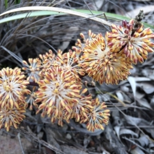 Lomandra multiflora at Crace, ACT - 21 Oct 2014 11:48 AM