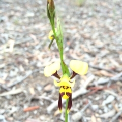 Diuris sulphurea (Tiger Orchid) at Crace, ACT - 21 Oct 2014 by AaronClausen