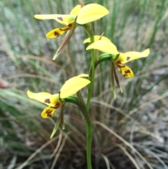 Diuris sulphurea at Crace, ACT - suppressed