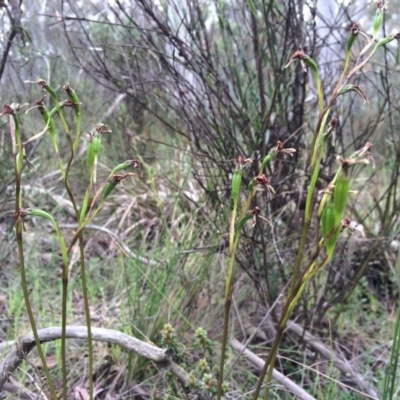 Diuris pardina (Leopard Doubletail) at Gungahlin, ACT - 21 Oct 2014 by AaronClausen