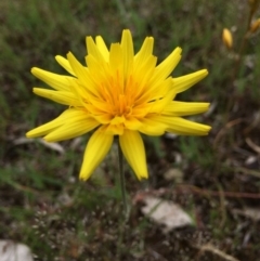 Microseris walteri (Yam Daisy, Murnong) at Gungahlin, ACT - 21 Oct 2014 by AaronClausen