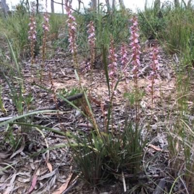 Stylidium graminifolium (Grass Triggerplant) at Crace, ACT - 21 Oct 2014 by AaronClausen