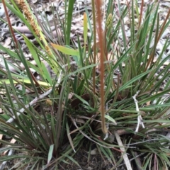 Stylidium graminifolium at Crace, ACT - 21 Oct 2014