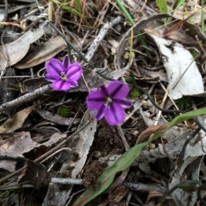 Thysanotus patersonii at Gungahlin, ACT - 21 Oct 2014