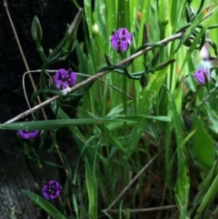 Thysanotus patersonii (Twining Fringe Lily) at Gungahlin, ACT - 21 Oct 2014 by AaronClausen