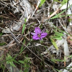 Thysanotus patersonii (Twining Fringe Lily) at Gungahlin, ACT - 21 Oct 2014 by AaronClausen