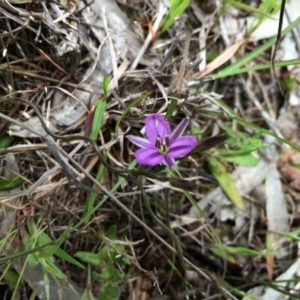 Thysanotus patersonii at Gungahlin, ACT - 21 Oct 2014