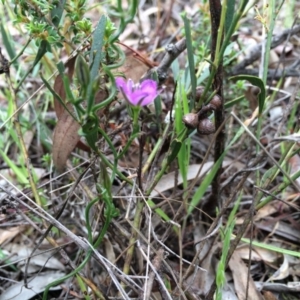 Thysanotus patersonii at Gungahlin, ACT - 21 Oct 2014 11:35 AM