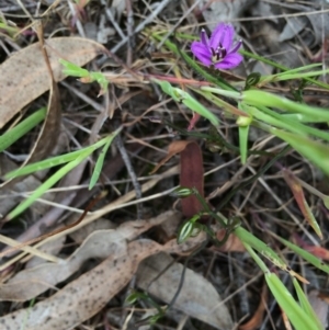 Thysanotus patersonii at Gungahlin, ACT - 21 Oct 2014