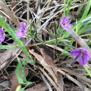 Thysanotus patersonii at Gungahlin, ACT - 21 Oct 2014