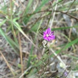 Thysanotus patersonii at Gungahlin, ACT - 21 Oct 2014