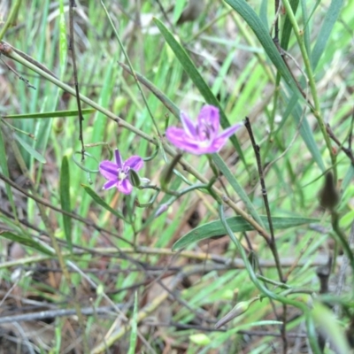 Thysanotus patersonii (Twining Fringe Lily) at Gungahlin, ACT - 21 Oct 2014 by AaronClausen