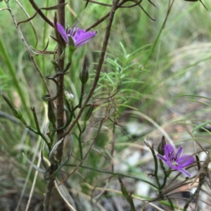 Thysanotus patersonii at Crace, ACT - 21 Oct 2014 11:50 AM