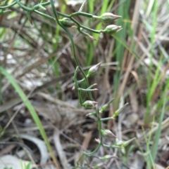 Thysanotus patersonii (Twining Fringe Lily) at Crace, ACT - 21 Oct 2014 by AaronClausen